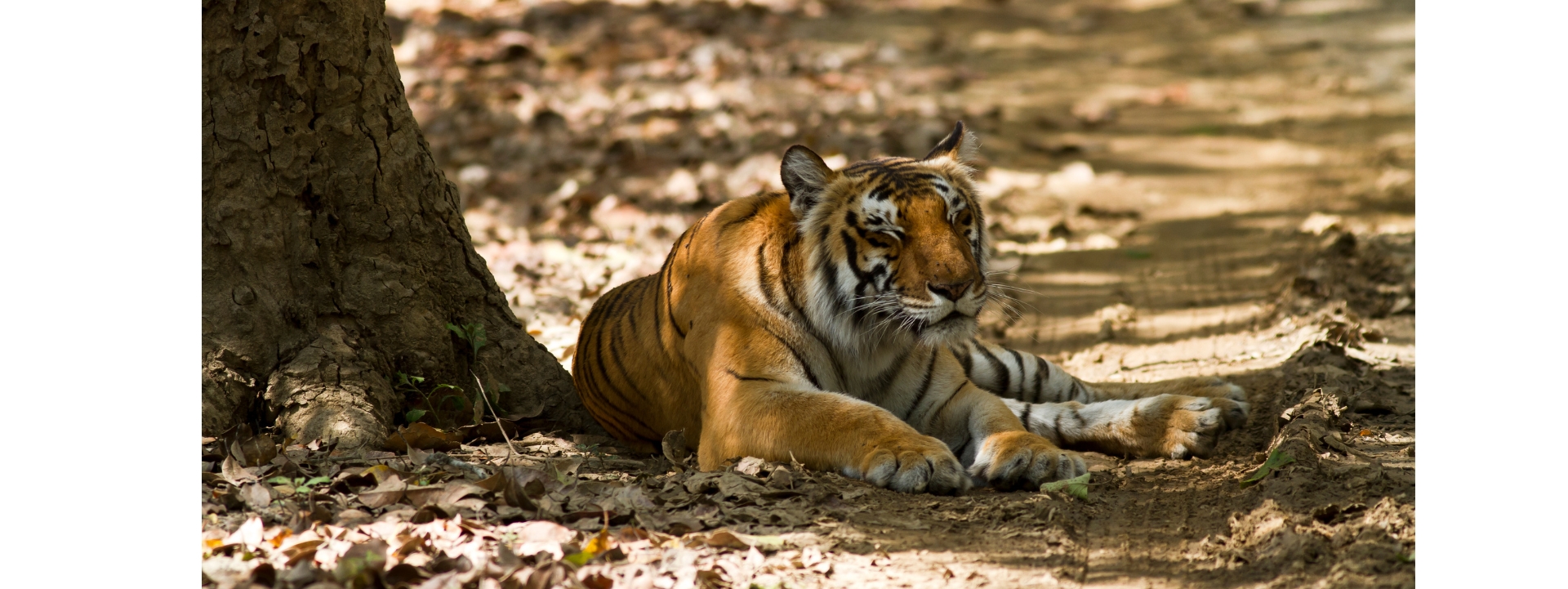 Corbett National Park, Uttarakhand tour package