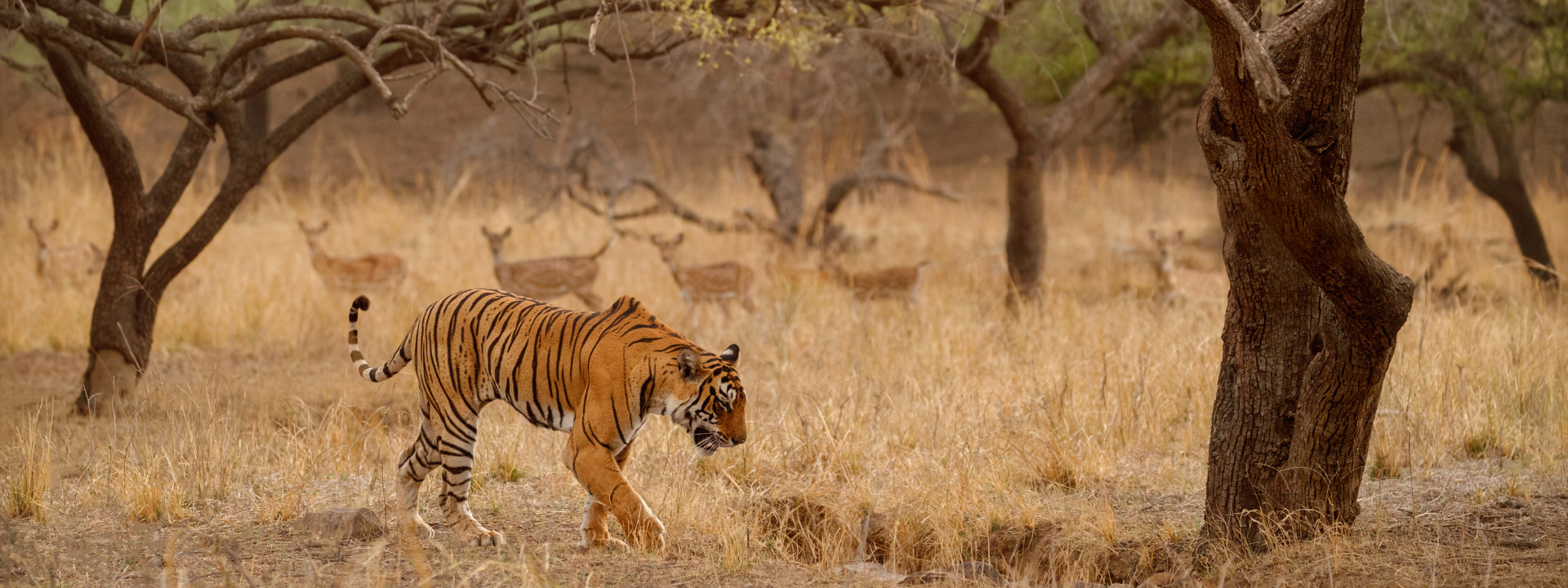 Golden Triangle with Ranthambore tour package