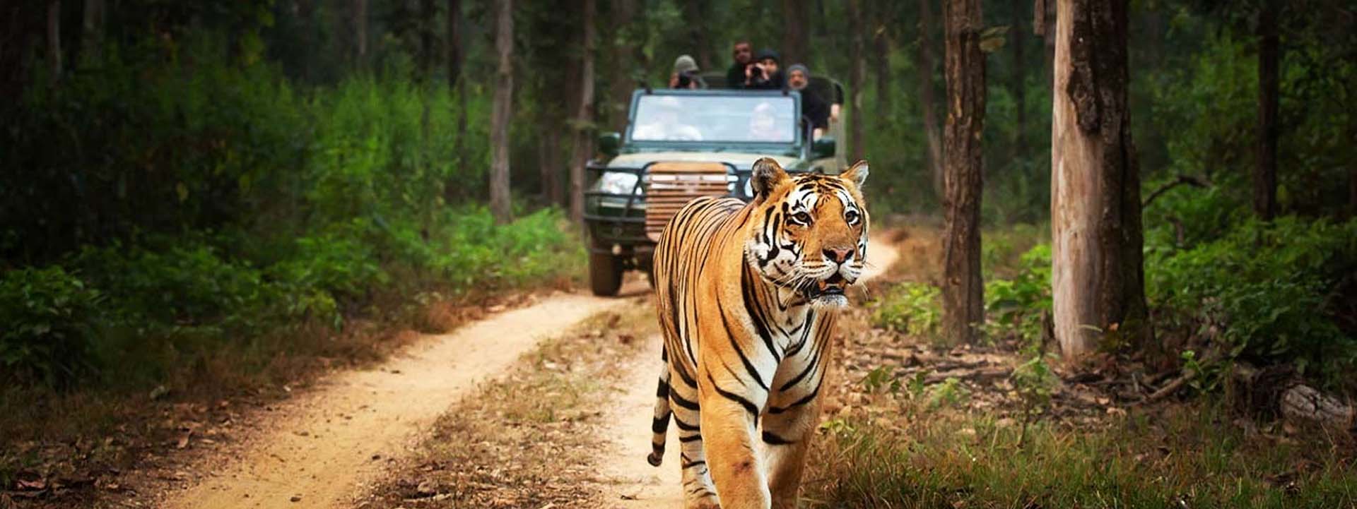 Tadoba & Pench Wildlife Tour pacakge